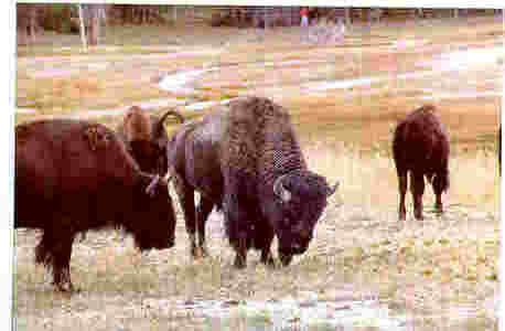 Old bison set to charge