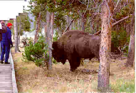 Bison!