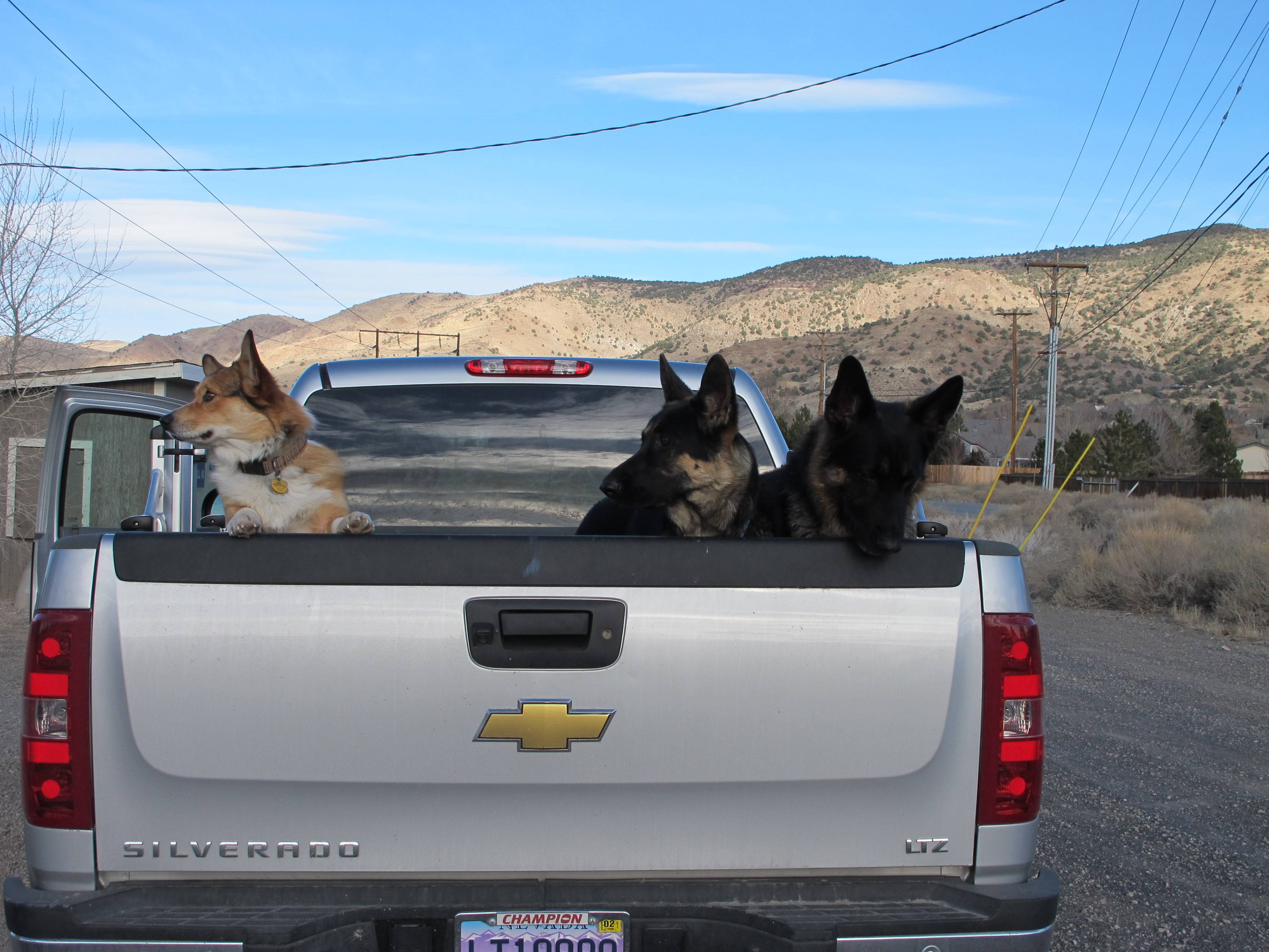 Dogs in pickup